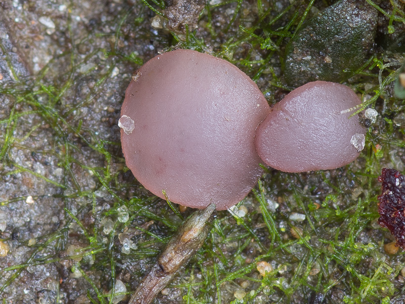 Ombrophila limosella
